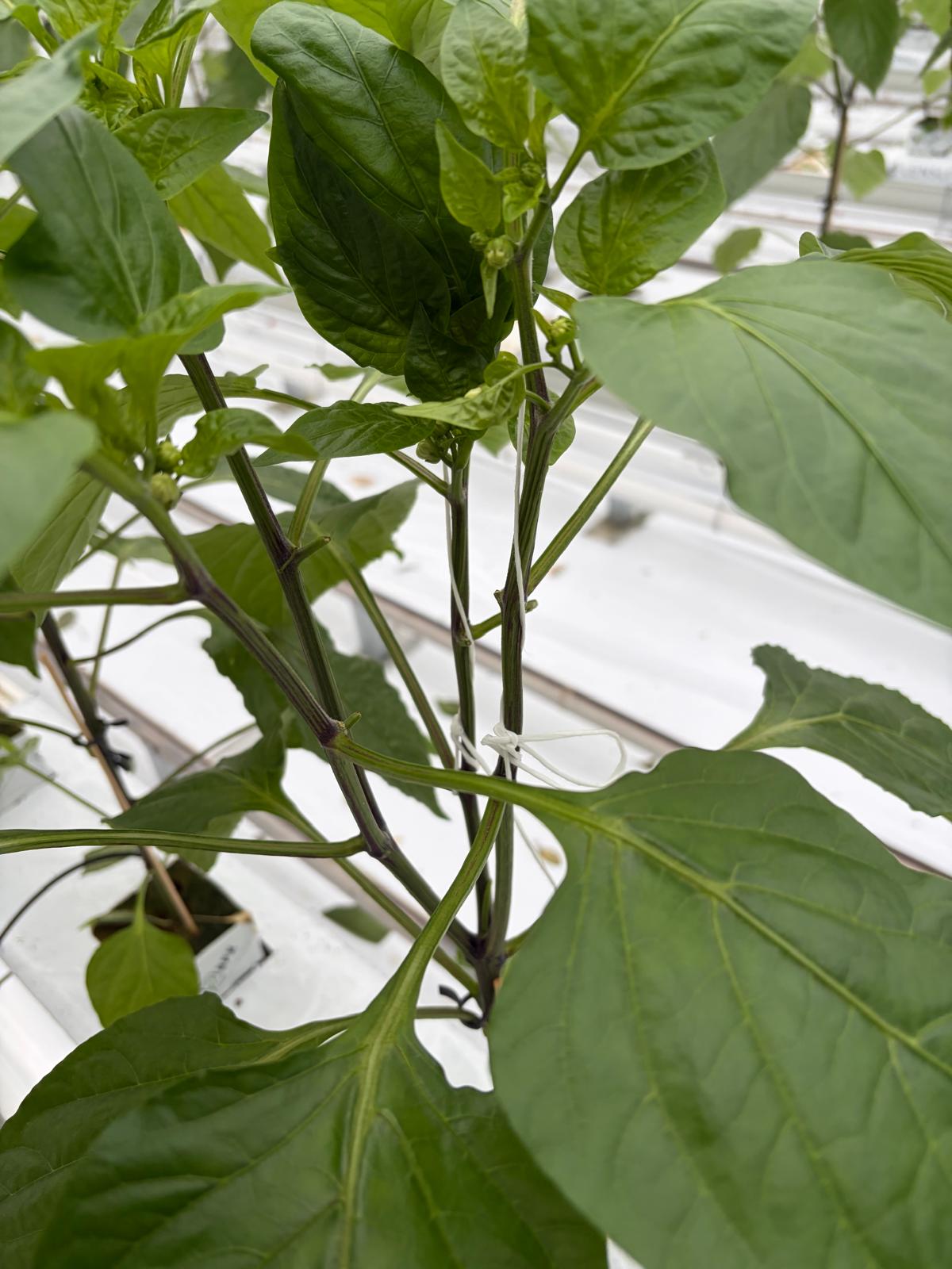 Paprikaplanten toppen